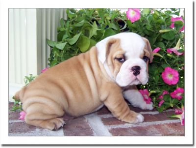 Lovely English bulldog puppies for sale 