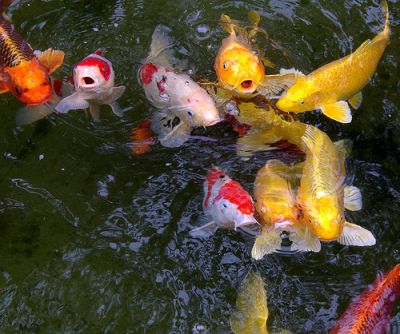 Live Golden  KOI Fishes and Red  Available For Sale.