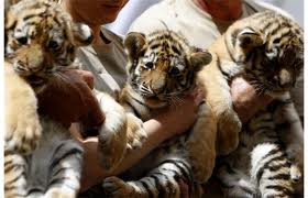 SIBERIAN TIGER CUBS FOR SALE