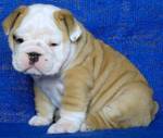 cute english bulldog puppies