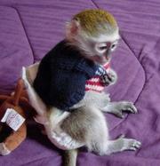 outstanding baby capuchin monkeys looking for a loving home