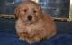 God-love Golden Retriever puppies for sale  $300.
