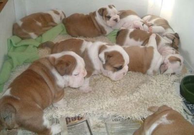 AFFECTIONATE ENGLISH BULLDOG PUPPIES FOR SALE