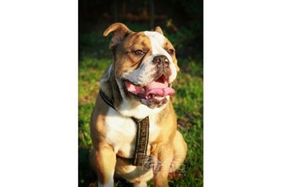 Cute English Bull dog puppies for adoption:::