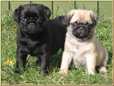 Beautiful Pug puppies ready now