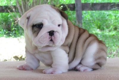 beautiful litter of bulldog puppies