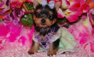 Wow:Healthy charming tea cup yorkie puppies