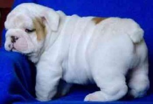 XMAS AND YEAR NEW ENGLISH BULLDOG PUPPIES FOR ADOPTION