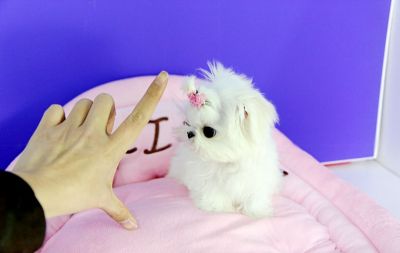Precious Adorable Male And Female Mini Maltese Available!