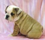 13 Weeks Old English Bulldog Puppies