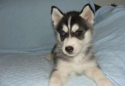 Healthy Male And Female Siberian Husky Puppies For Sale