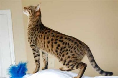 Very exotic  Bengal, serval and savannah kittens for sale by breeder