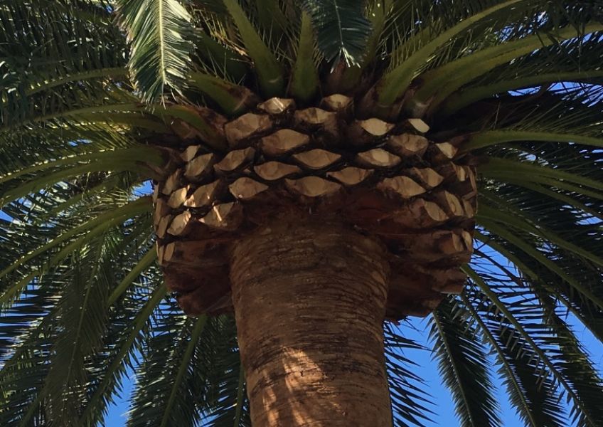 Arbor North Tree Services