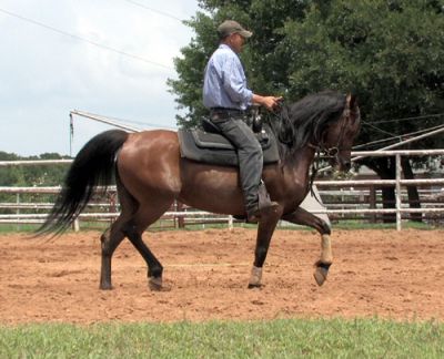  Six year old Burnish bay Arabian mare for a new rider.