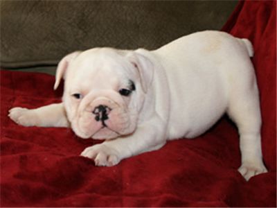 OMG!!! Male and Female English Bulldog Pupies for adoption