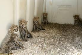 cheetah cubs babies for sale