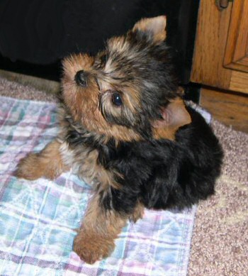 Home seeking Yorkshire Terrier Puppies for Adoption.