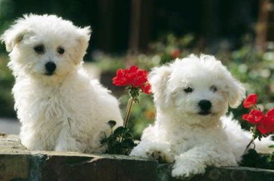 Bichon Frise Puppies for adoption