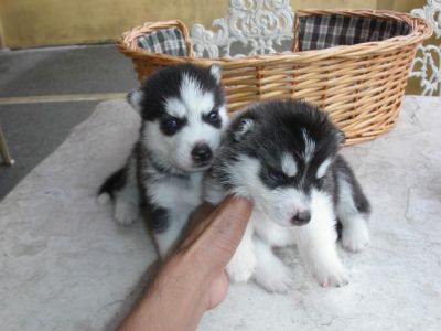 Wow!!! Excellent Siberian husky puppies for adoption