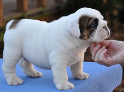 TWO GORGEOUS ENGLISH BULLDOG PUPPIES FOR ADOPTION