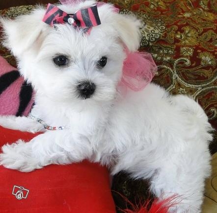 Purebred Maltese puppies available to new home