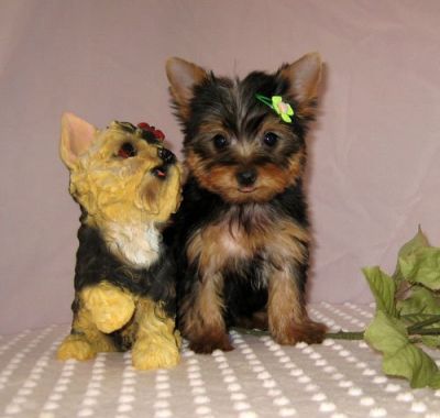 Yorky south ready to join for adoption