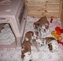 5 Cute English Bulldog Puppies for free adoption