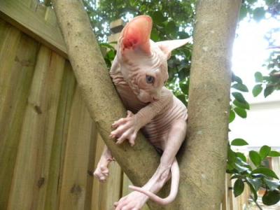 Persian and spynx kittens for sale!!