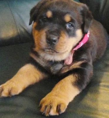 Rottweiler Puppies For Sale 