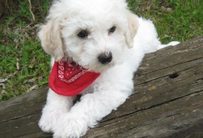 Lovely Bichon Frise puppies
