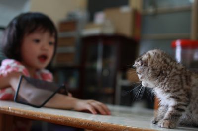 American short hair kittens