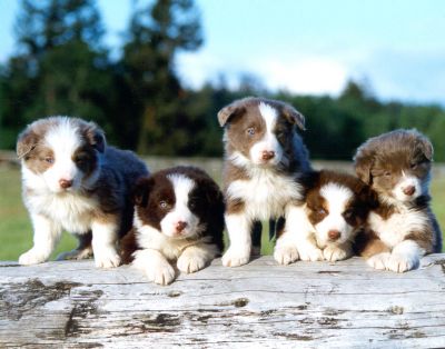 Border Collie Puppies