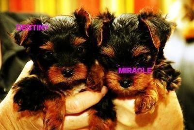 Male and Female teacup yorkie puppies for free adoption