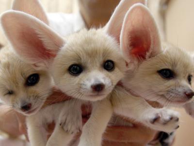 home trained fennec fox available
