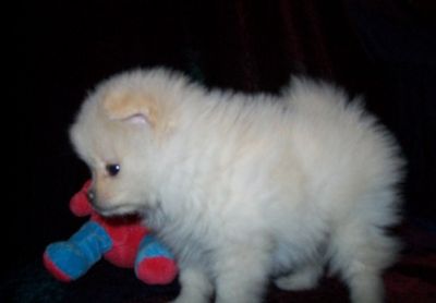 Lovely Pomeranian Puppies