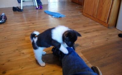 Awesome Akita puppies available for loving homes