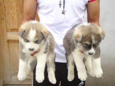 Akita puppies male and female