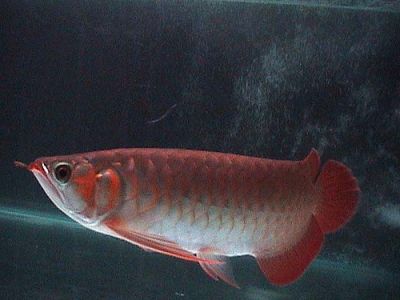 Arowana Fishes Of Different Kind And Sizes Now Ready.