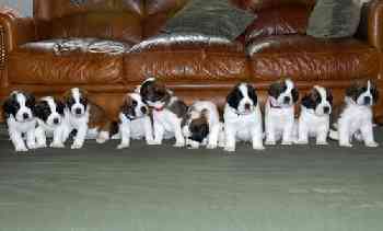 Saint Bernard Puppies For Sale