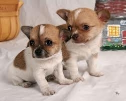 Chihuahua Puppies For Adoption Male and Female adoption 