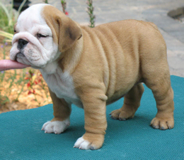 cute english bulldog puppies for sale