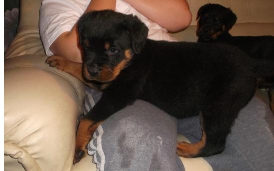 Male And Female Rottweiler Puppies For Sale