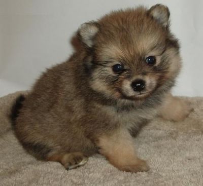 Male and Female T-Cup Pomeranian puppies for adoption