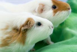 Guinea pig daycare
