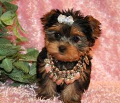 two tiny micro teacup yorkie puppies available