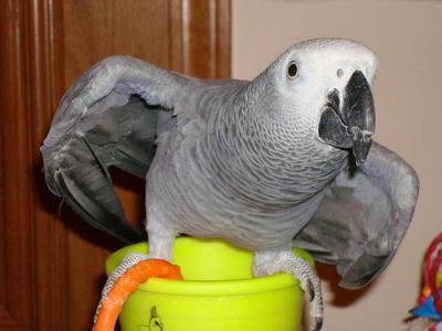 Congo African Gray Parrots For Adoption