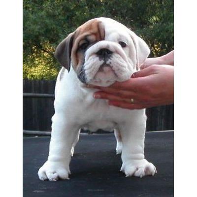 beautiful english bulldogs ready to go for x_mas.