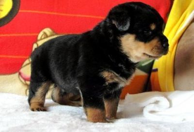 Good Looking Rottweiler puppies for sale now !!!!!!!!!!!!!!!