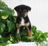 Lovely Shiba inu puppies for sale