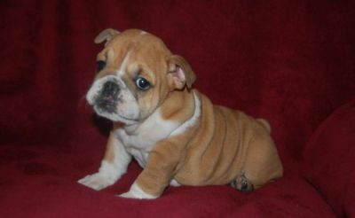 english bulldogs puppies